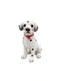 Cute Dalmatian Puppy Showpiece – Decorative Dog Figurine with Red Collar